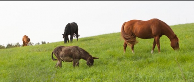 Instalaciones ecuestres de fácil acceso 